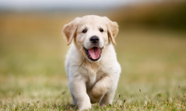 Köpek Gezdiriciliği Nedir?