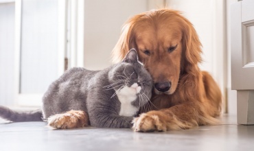 Kedi Ve Köpeklerde Beslenme Yanlışlıkları