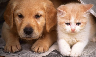 Köpeğim / Kedim Neden Tüy Döküyor?
