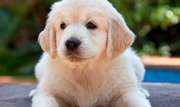 Köpek Gezdirme