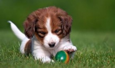 Aşırı Aktif Köpekler ( Hyperaktivite )
