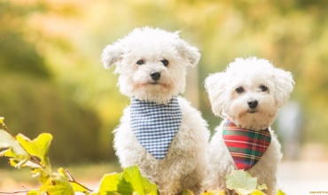Kedi Ve Köpeklerde Neden Profesyonel Kuru Mamayı Öneriyoruz ?
