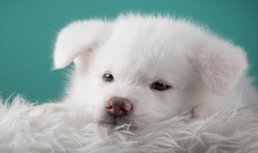 Yavru Köpek Üşür Mü?